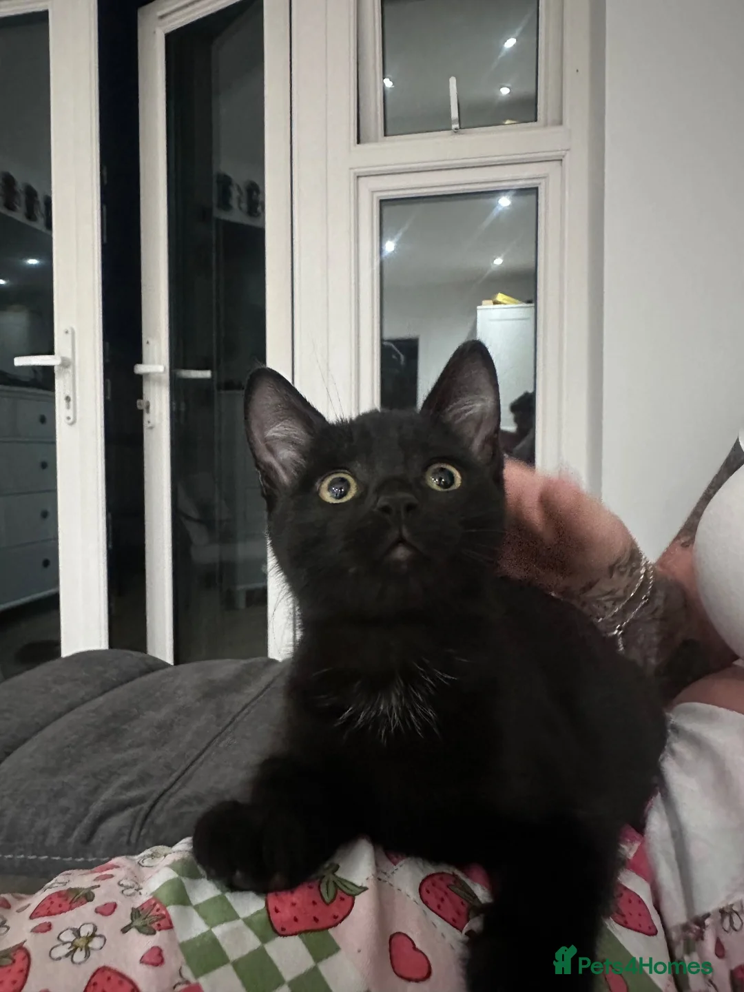 Mixed Breed cats for sale: 3 loving kittens ready for their forever home  in Chichester - Advert 1