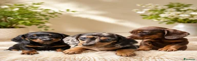 Miniature Dachshund 2