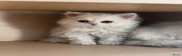 Selkirk Rex cats for sale: Gorgeous Selkirk Rex Kittens- Long Curly hair - Advert 4