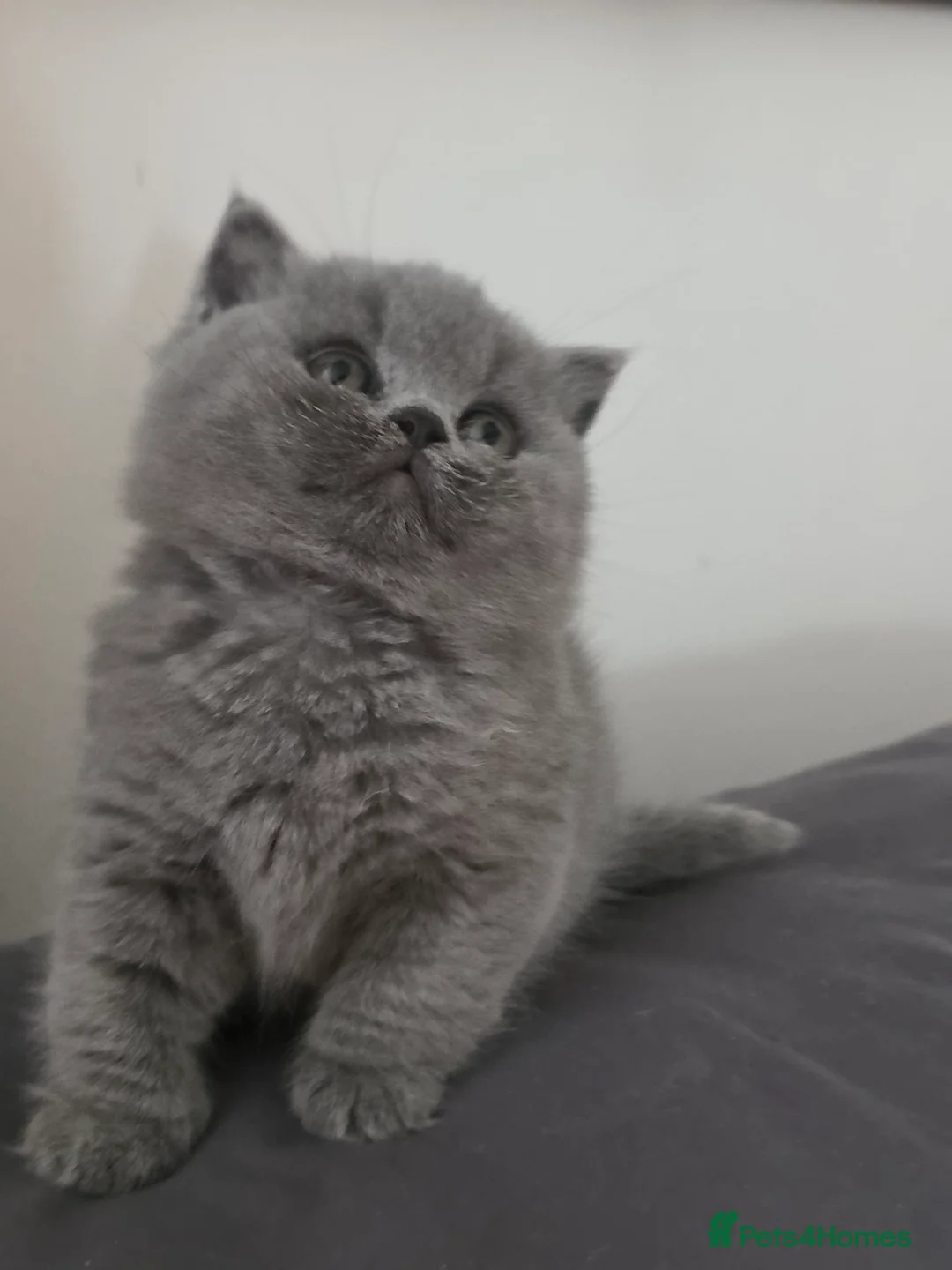 British Shorthair cats for sale:  British Shorthair Kittens – TICA Registered  - Advert 2