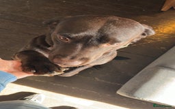 Mixed Breed dogs for sale: Staffrador puppies - Image 10