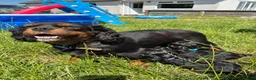 Cavapoo dogs for sale: Black and Tan Cavapoos - Advert 3