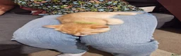 British Shorthair cats for sale: GCCF BY12 Golden British Shorthair Kittens - Advert 9