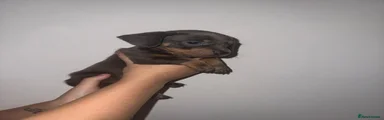 Slinky