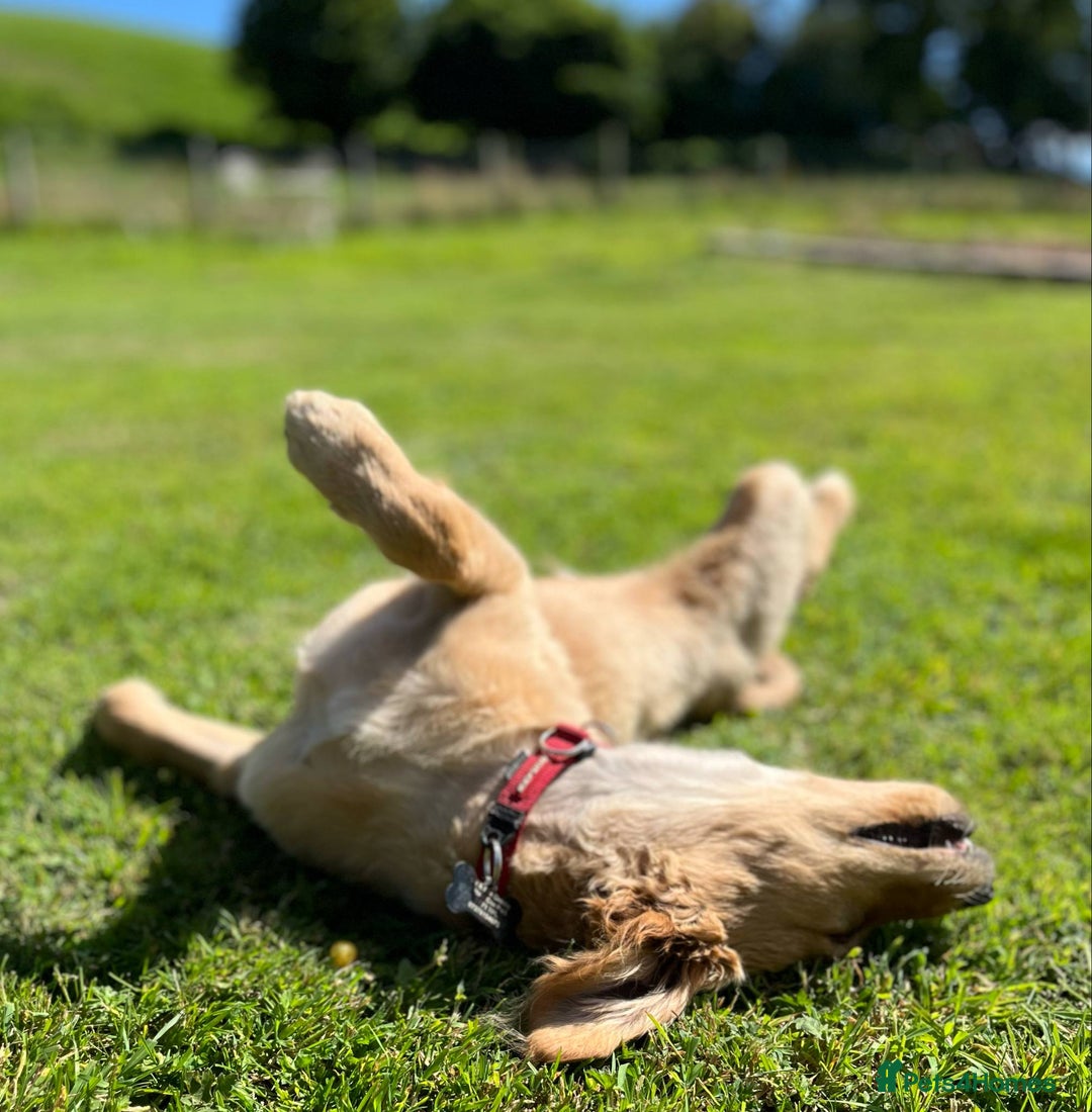 Golden Retriever dogs for sale: Special home needed - KC Golden Retriever Male   in Knighton - Image 7