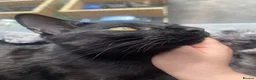 British Longhair cats for sale: Black cat  - Advert 8