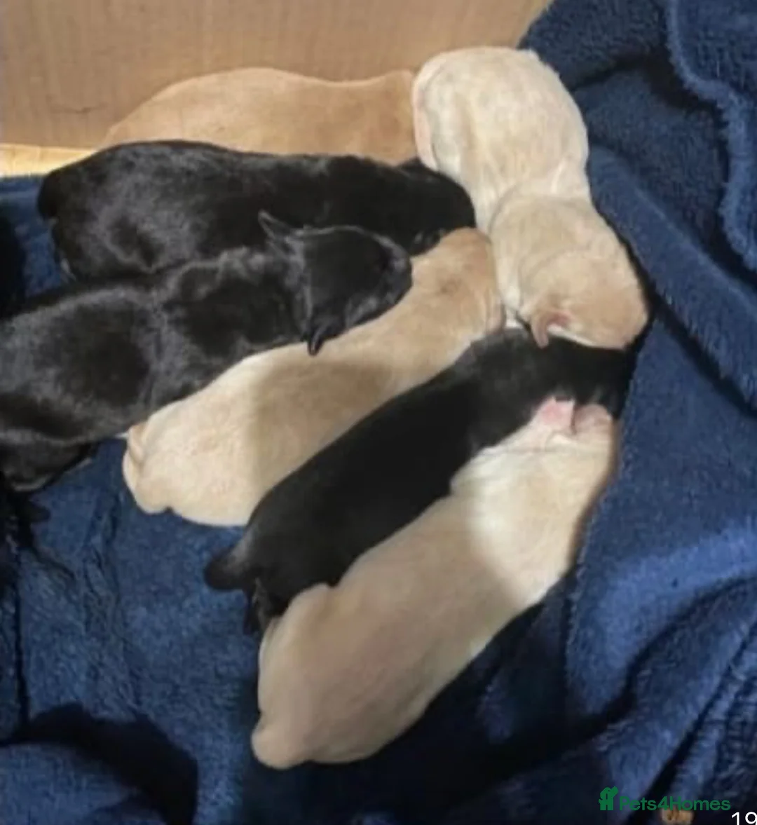 Labrador Retriever dogs for stud: 🐶✨KC reg handsome boy for stud✨🐶 in Blackburn - Advert 7