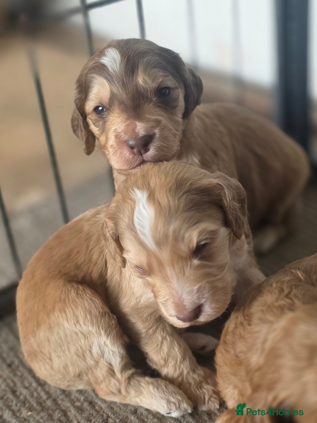 Cockapoo dogs for sale: Cockerpoo puppies F1 stunning colours - Image 8