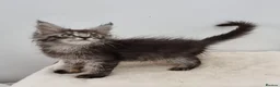 Maine Coon cats for sale: GCCF Pedigree Maine Coon Kittens for sale  - Advert 30