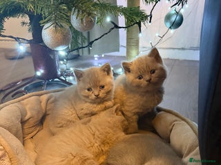 British Shorthair cats Wonderful, fluffy kittens - Advert 1