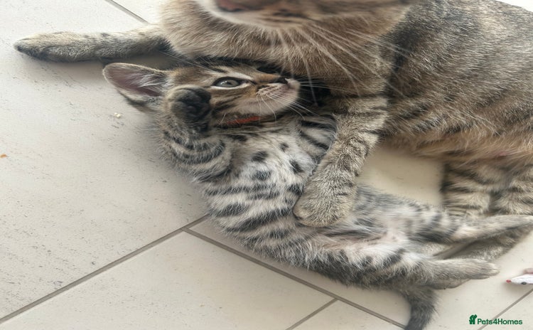 Bengal cats - Advert 3