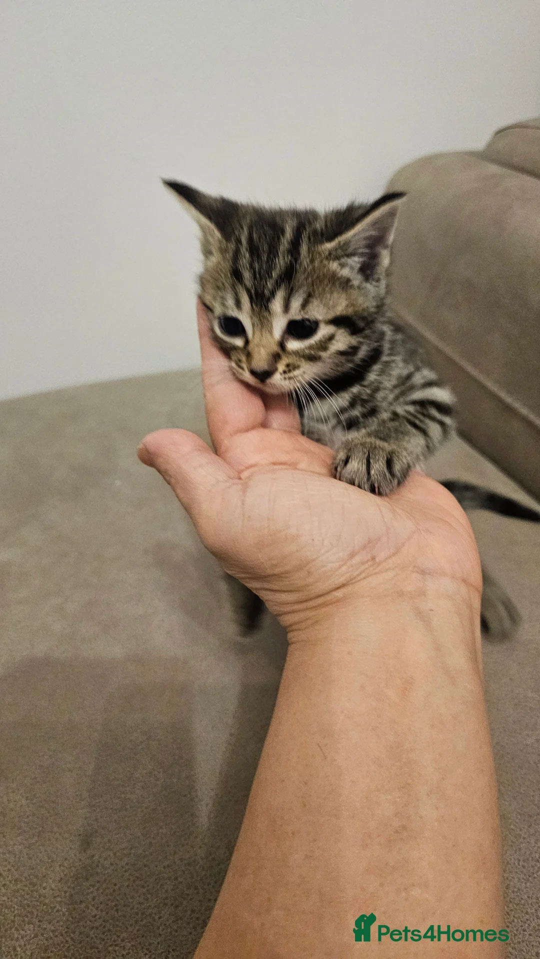 Bengal cats for sale: Bengal kittens - Advert 23