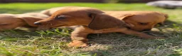 Miniature Dachshund dogs for sale: READY TO LEAVE🏆💙💖 KC REG 5 STAR BREEDER💙💖🏆 - Advert 22