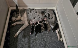 Border Collie dogs for sale: Beautiful Border Collie Puppies - Image 1