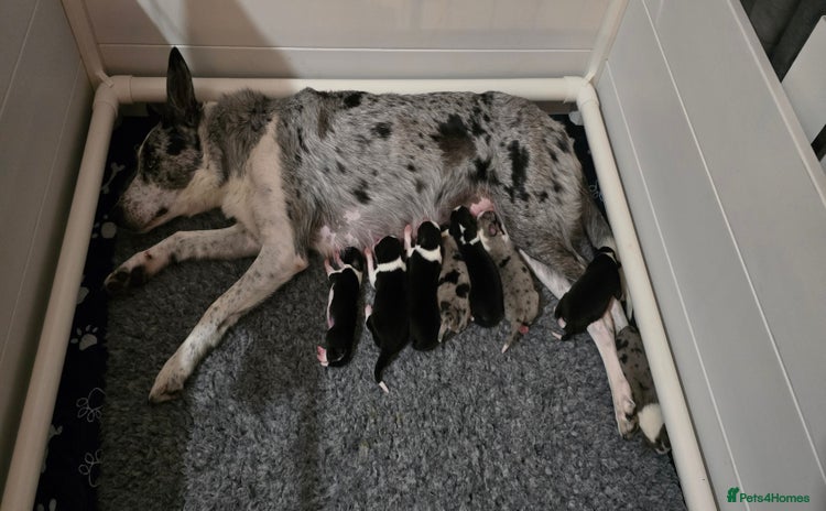 Border Collie dogs - Advert 1