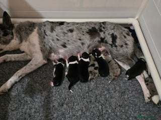 Border Collie dogs for sale - Advert 1