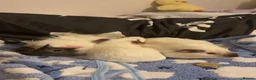 Guinea Pig rodents for sale: 3 bonded guinea pigs with cage etc  - Advert 4