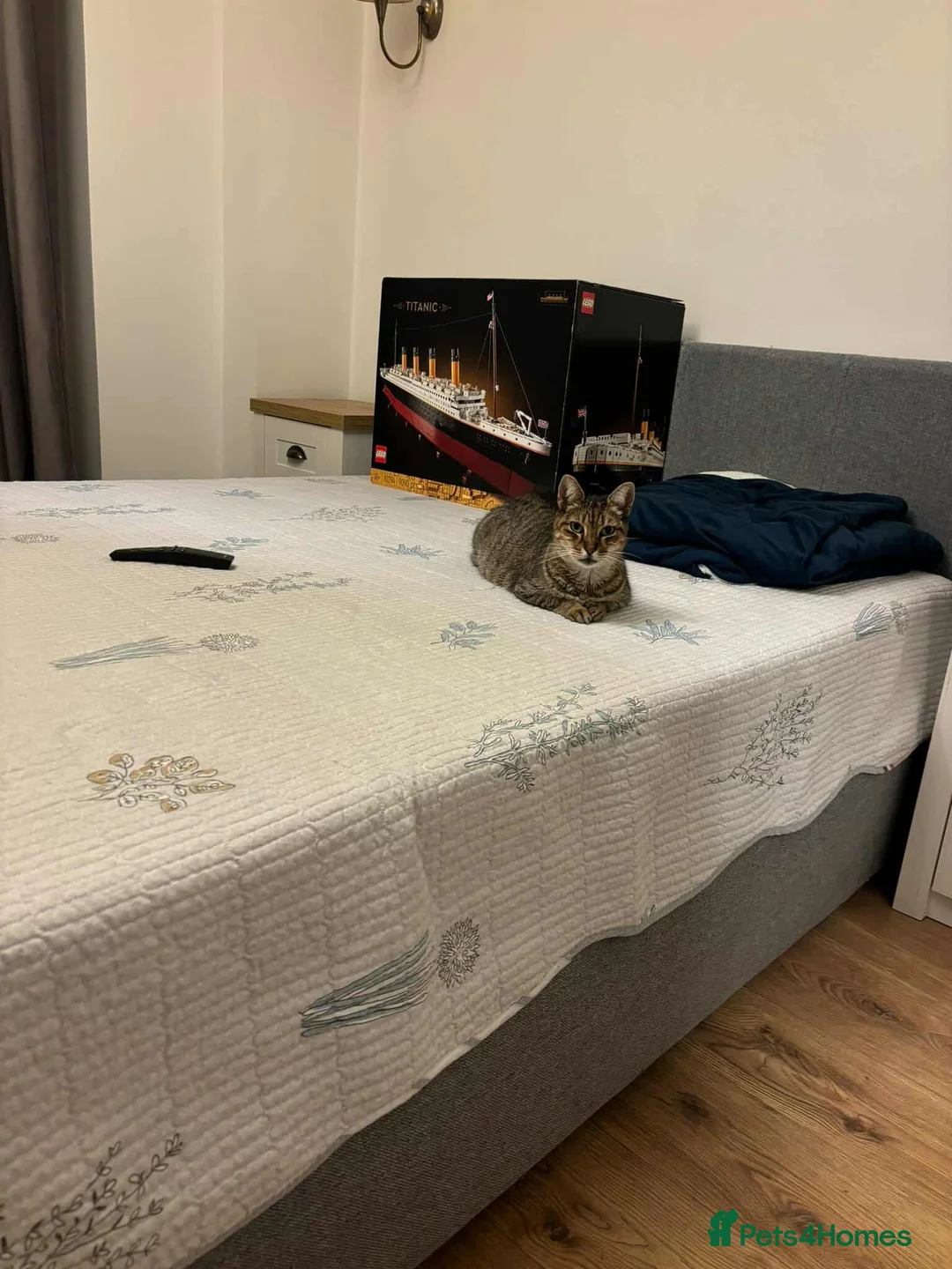 Mixed Breed cats for adoption: Athena for adoption - Advert 5