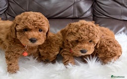 Toy Poodle dogs for sale: Gorgeous Fox Red Toy Poodle Females😍 - Image 4