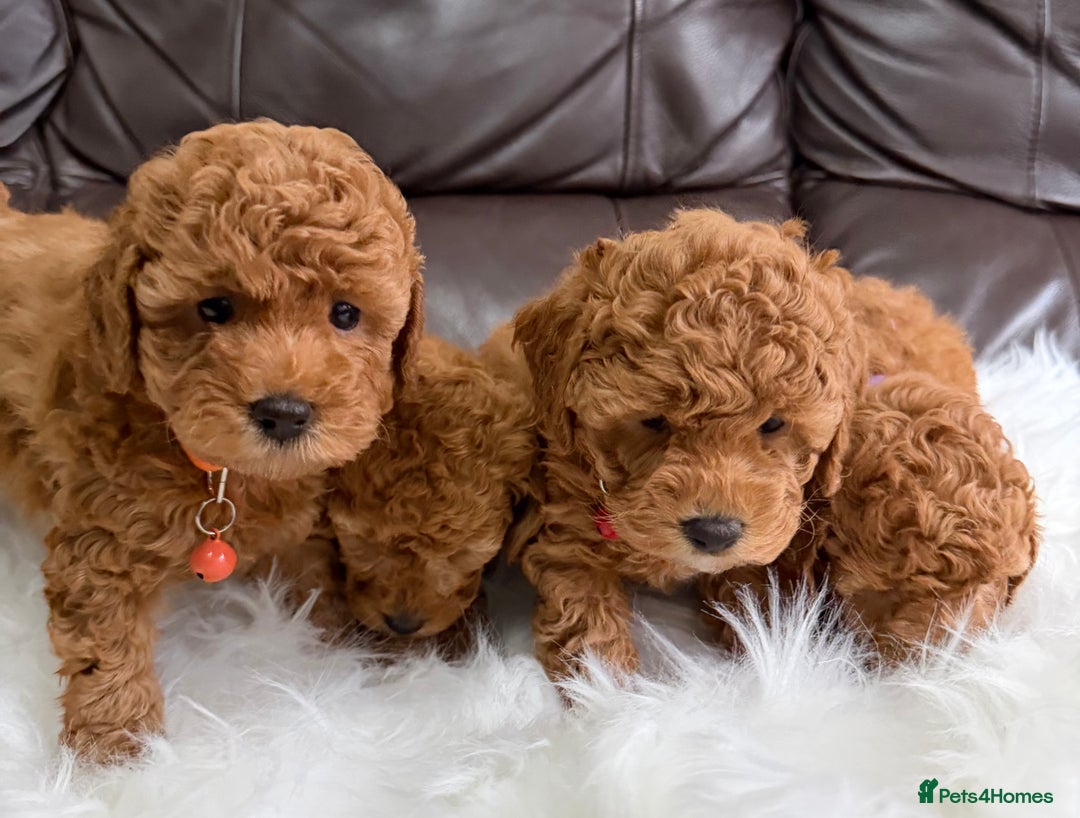 Toy Poodle dogs for sale: Gorgeous Fox Red Toy Poodle Females😍 - Image 4
