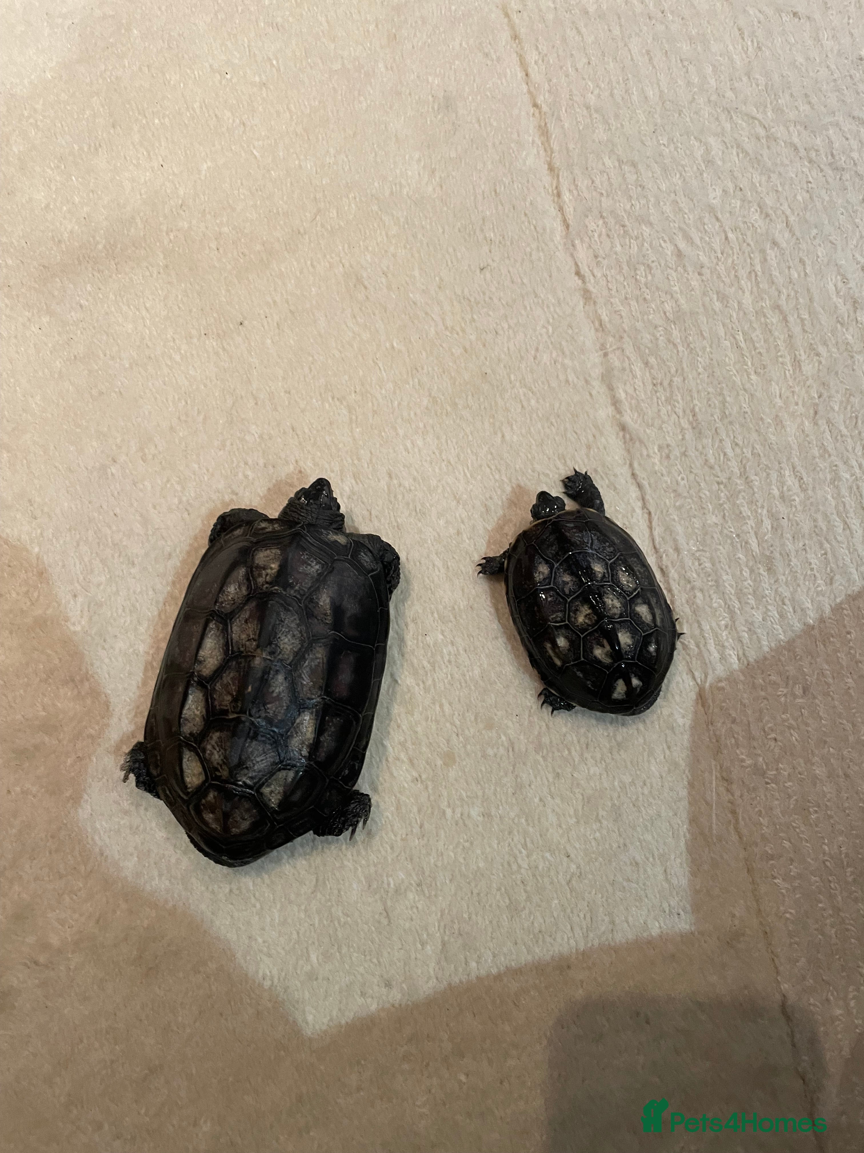 Turtle reptiles 2 Reeves Turtles & Complete set up for Sale - Advert 2