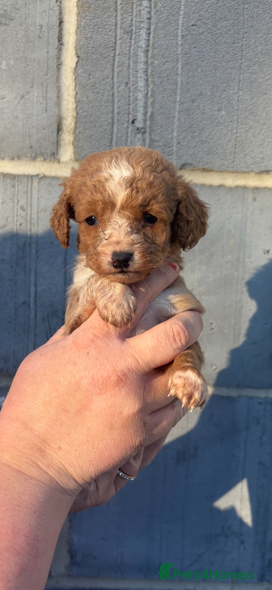 Cockapoo dogs Our Beautiful curly Cockapoo Puppy’s 🐾 - Advert 2