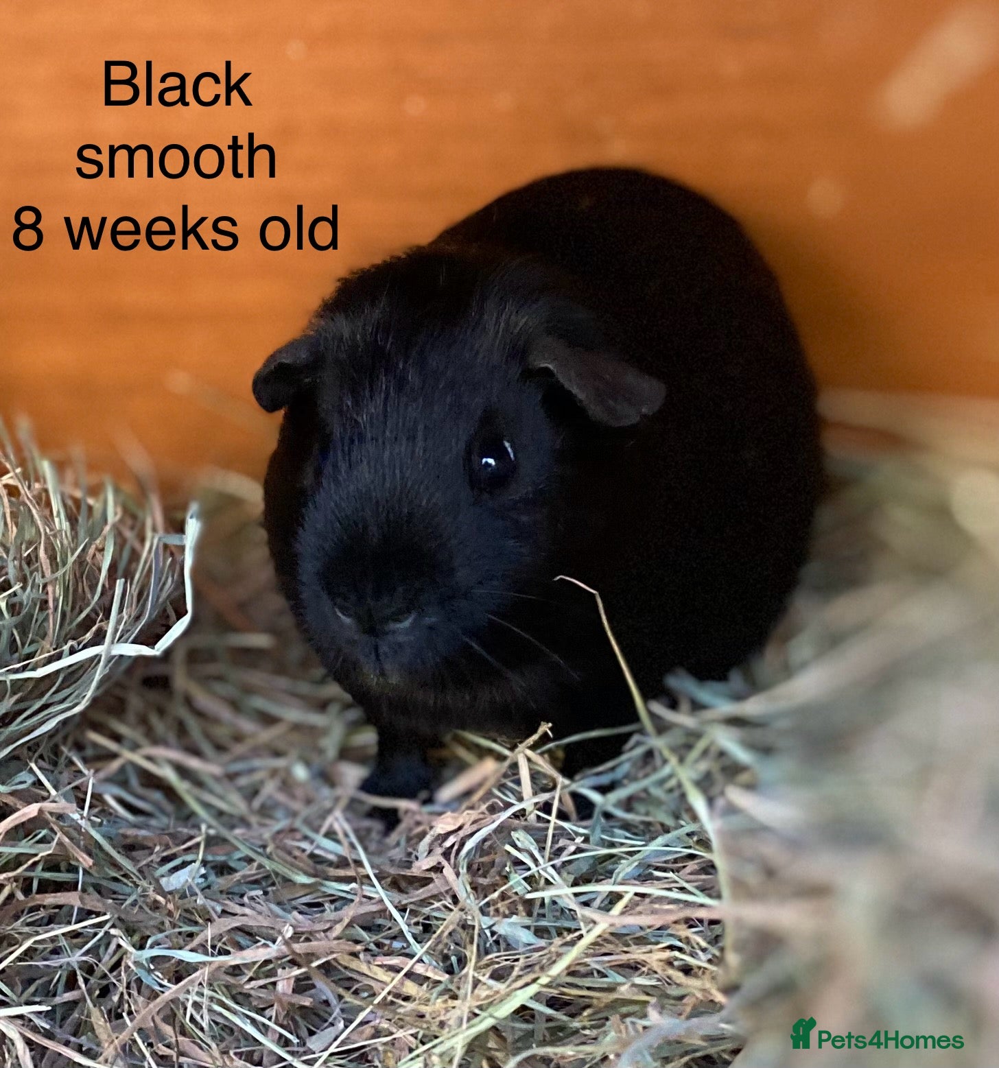 Guinea Pig rodents Handsome Baby boy Guineapigs available  - Advert 17