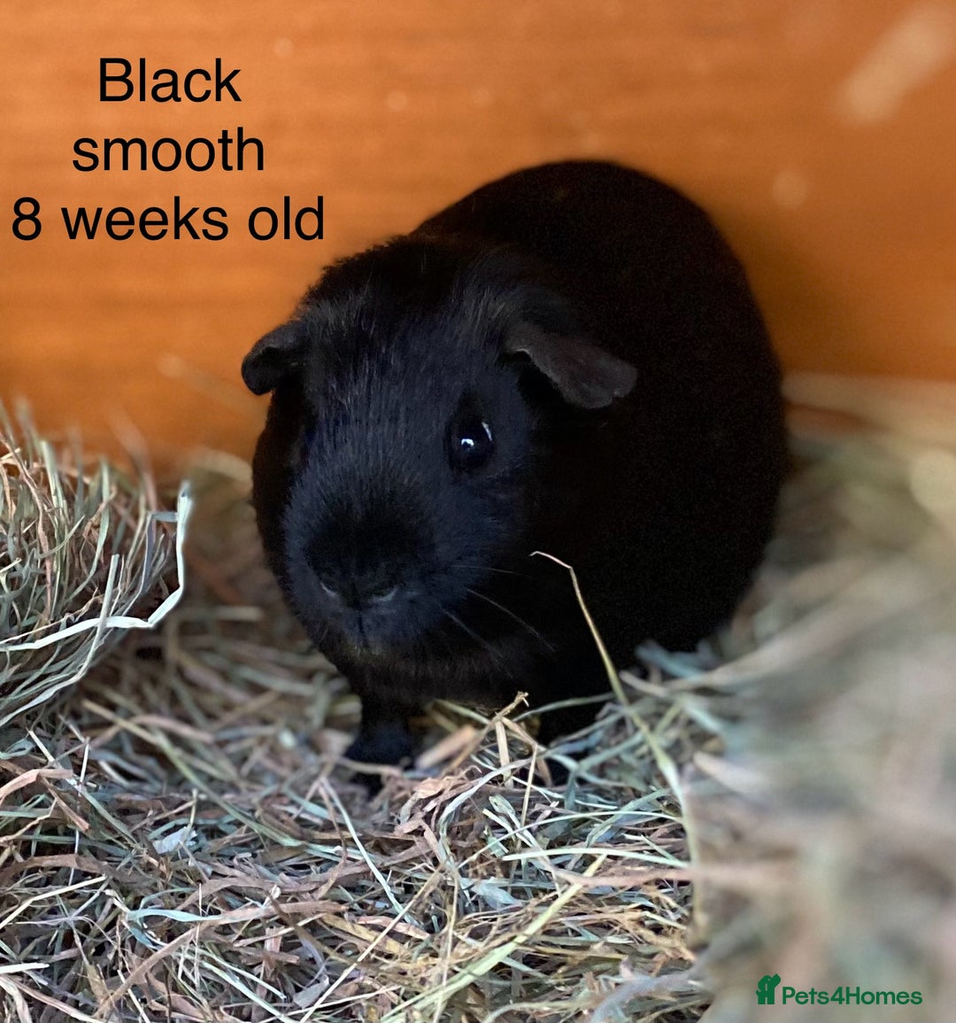 Guinea Pig rodents for sale: Handsome Baby boy Guineapigs available  - Advert 1