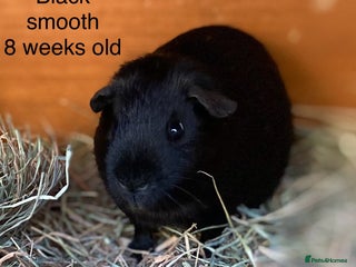 Guinea Pig rodents Handsome Baby boy Guineapigs available - Advert 17