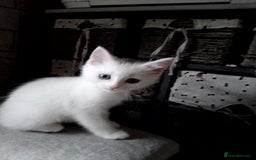 Scottish Fold cats for sale: ready to leave!!two cutie Scottish fold girls  - Image 7