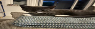 Grey Male kitten 