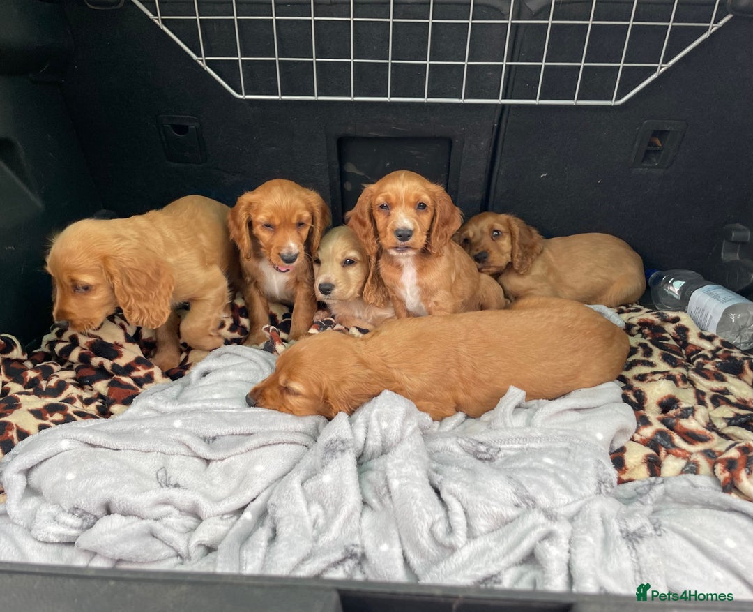 Cocker Spaniel dogs for stud: Fully health tested working Cocker Spaniel at Stud in Ipswich - Advert 12