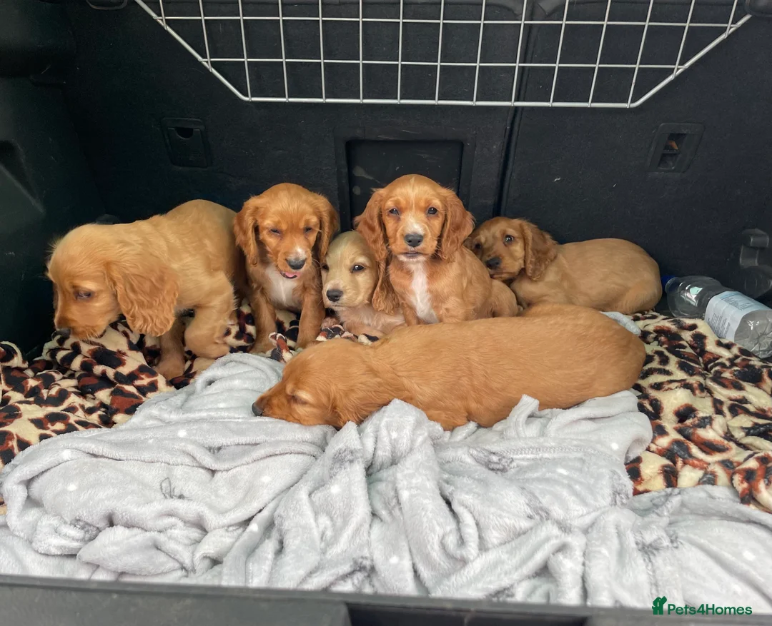Cocker Spaniel dogs for stud: Fully health tested working Cocker Spaniel at Stud in Ipswich - Advert 12
