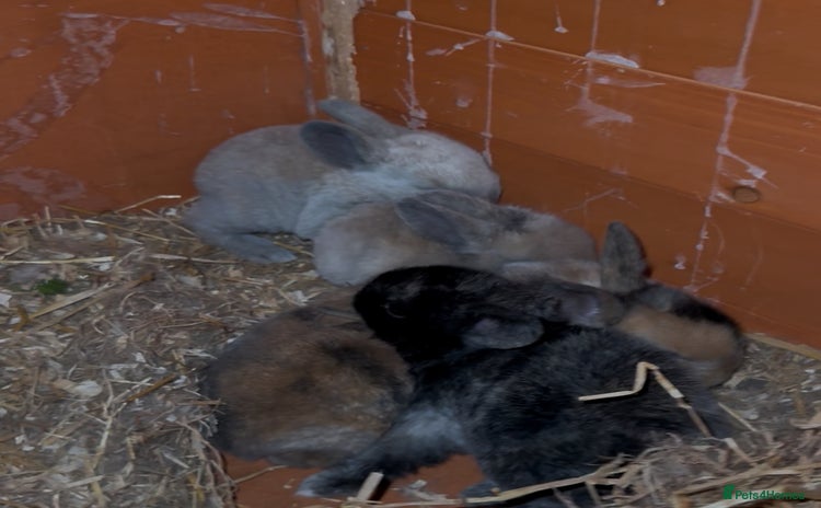 Dwarf Lop rabbits - Advert 1