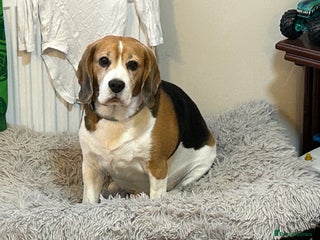 Beagle dogs 6 year old needs a forever home - Advert 1