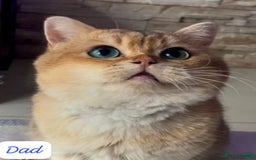 British Shorthair cats for sale: British Shorthair Golden & Bluegolden kitten GCCF - Image 12