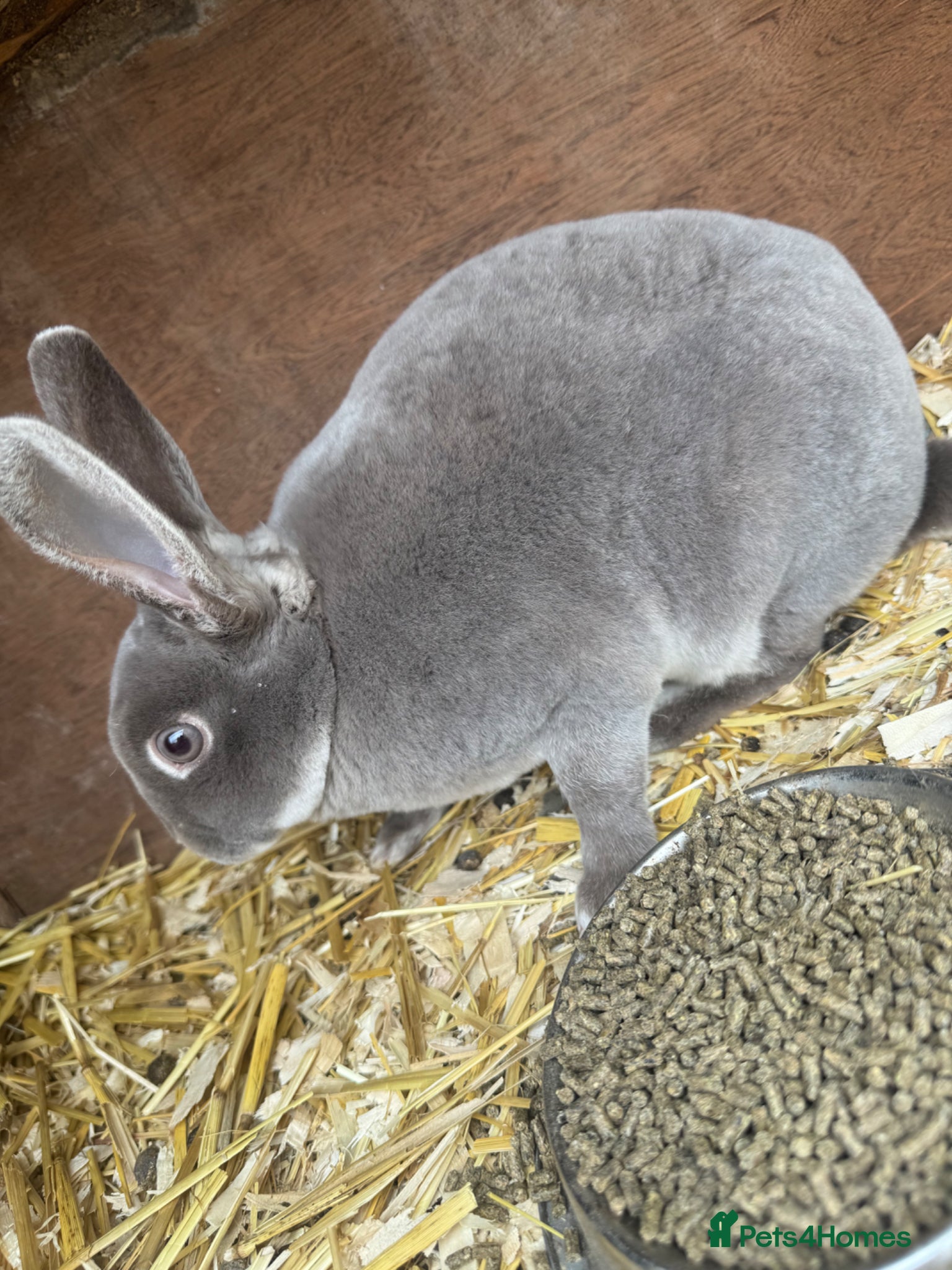 Rex rabbits Rex for sale  - Advert 6