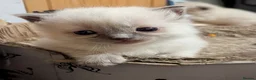 Ragdoll cats for sale: 🩵 beautiful blue point boy 🩵 - Advert 7