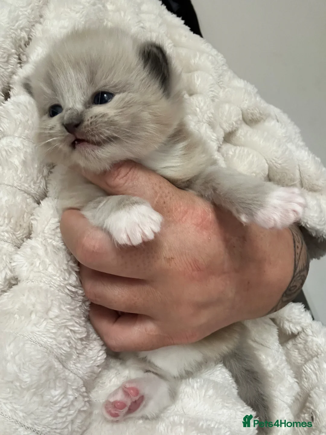 Ragdoll cats for sale: Stunning Mitted Ragdolls  - Advert 18