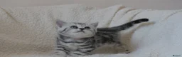 British Shorthair cats for sale: 3 gccf registered British Shorthair silver tabbys  - Advert 7