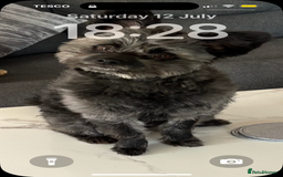 Pomapoo dogs for sale: POMPO0 - Image 1