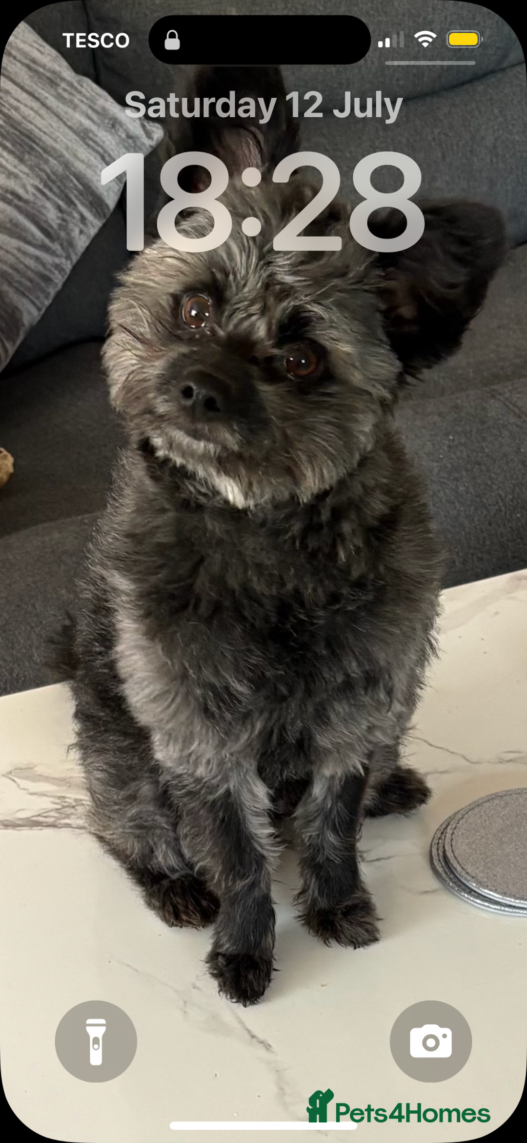 Pomapoo dogs for sale: POMPO0 - Image 1
