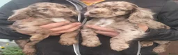 Cocker Spaniel dogs for sale: STUNNING COCKER SPANIEL PUPS  - Advert 12