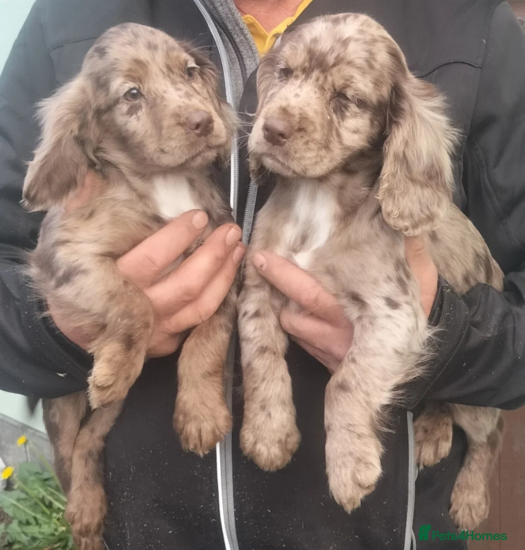 Cocker Spaniel dogs for sale: STUNNING COCKER SPANIEL PUPS  - Advert 12
