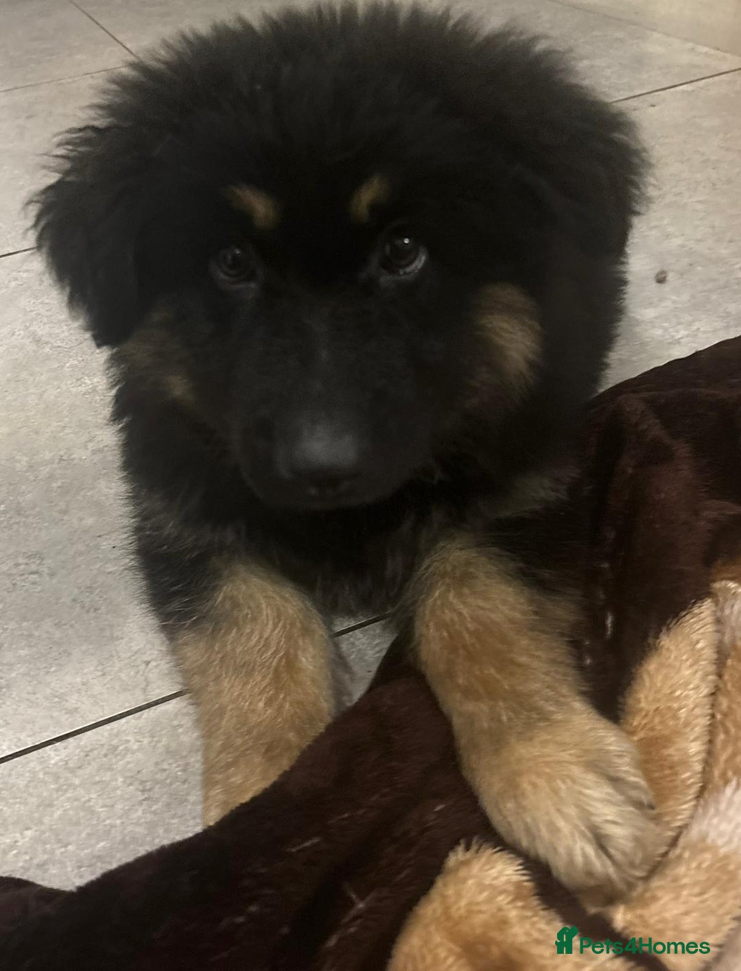 German Shepherd dogs for sale: 2 German Shepard boys  - Advert 3