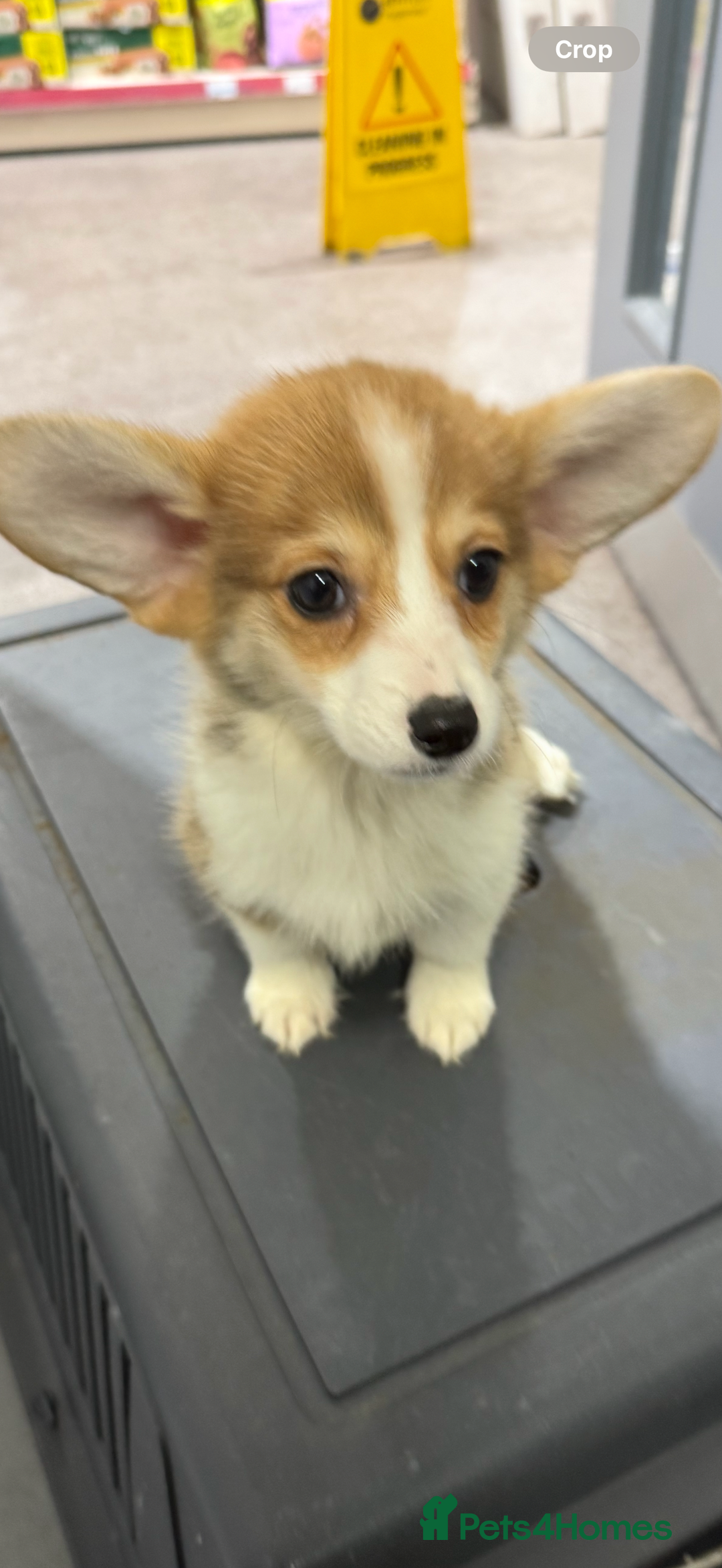 Welsh Corgi Pembroke dogs for sale: Kc reg Pembroke 1 boy left beautiful markings 💙 - Advert 18