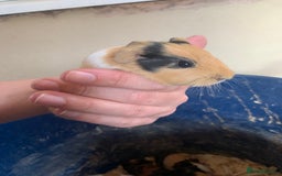Guinea Pig rodents for sale: Baby Guinea Pigs - Image 5