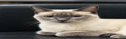 Siamese cats for sale: Siamese cat - Advert 2