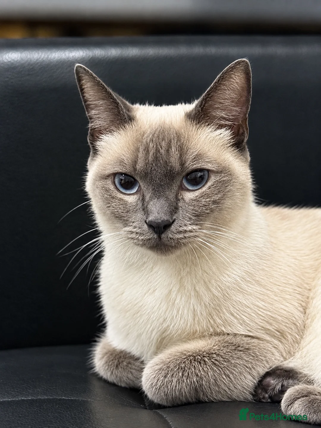 Siamese cats for sale: Siamese cat - Advert 2