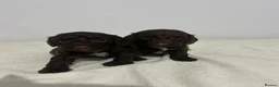 Cockapoo dogs for sale: F1 miniature cockerpoos  - Advert 3